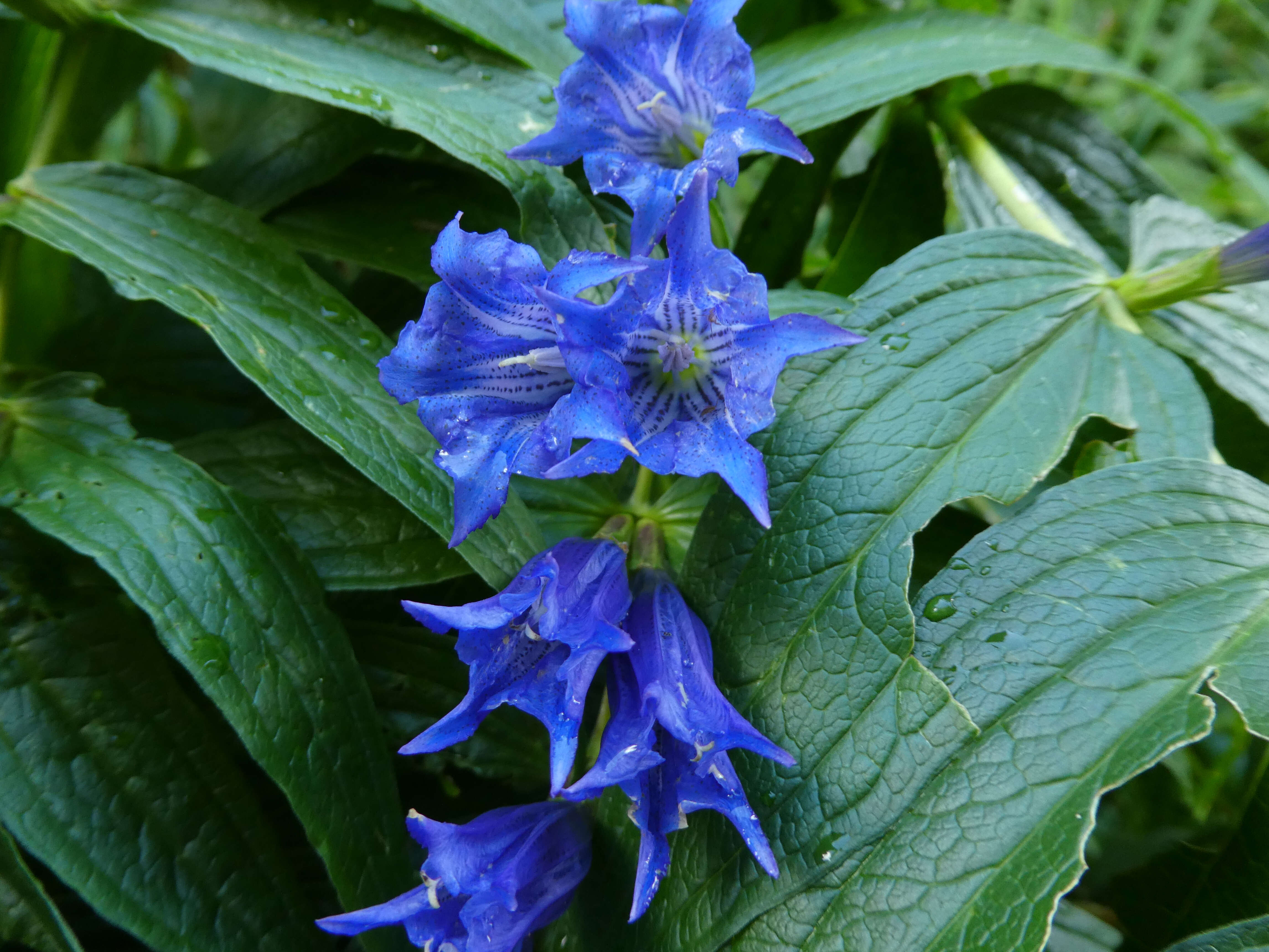 Image of Gentiana asclepiadea L.