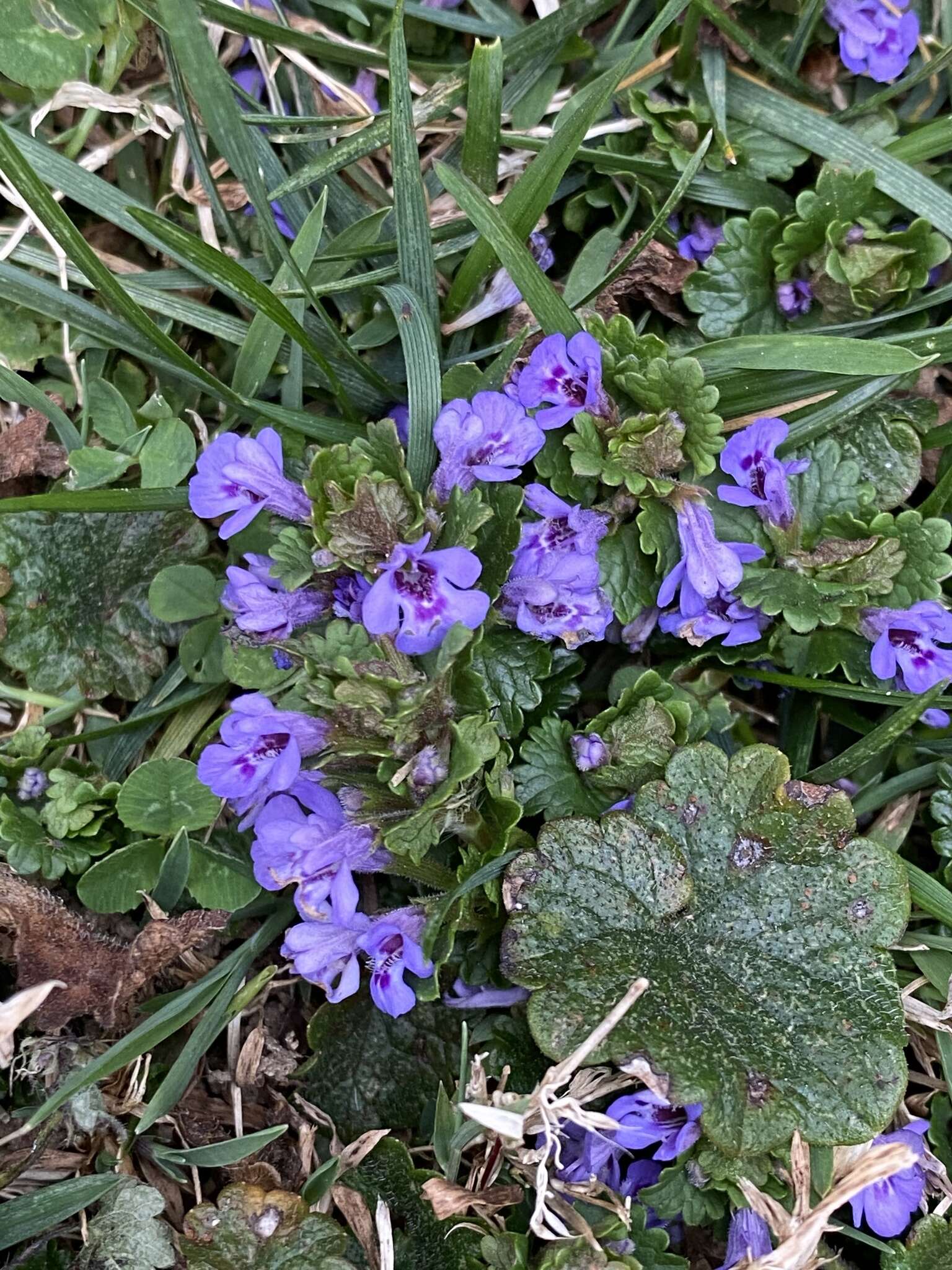 Image of Ground ivy