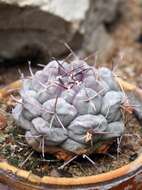 Image of Thelocactus tulensis (Polseg.) Britton & Rose