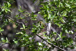 Image of Orange-crowned Warbler