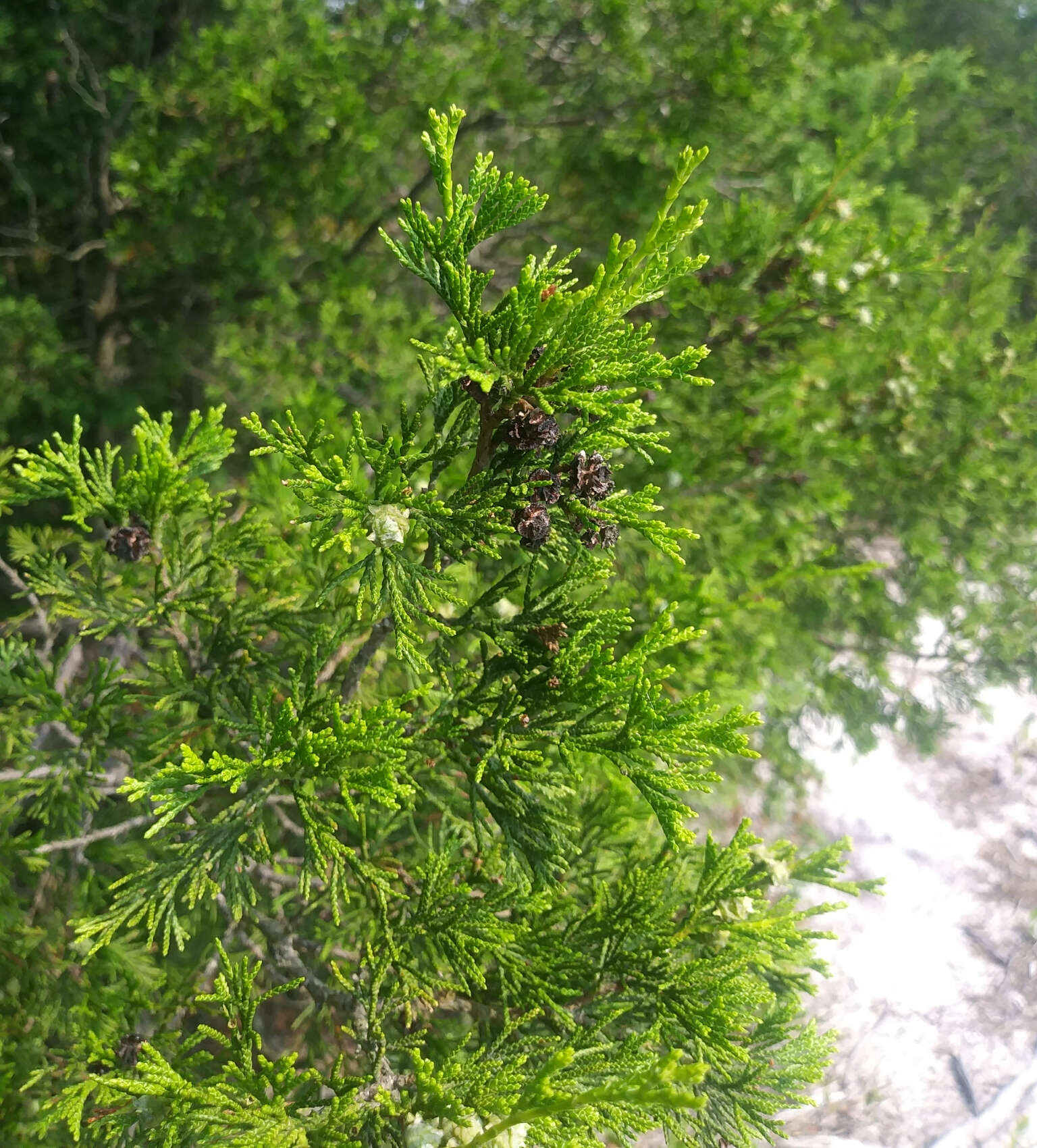 Image of Atlantic White Cedar