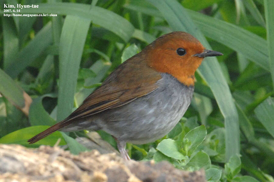 Image of Japanese Robin