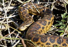 Image of Yellow anaconda