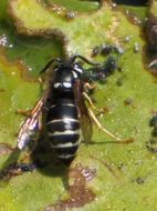 Image of <i>Vespula consobrina</i>