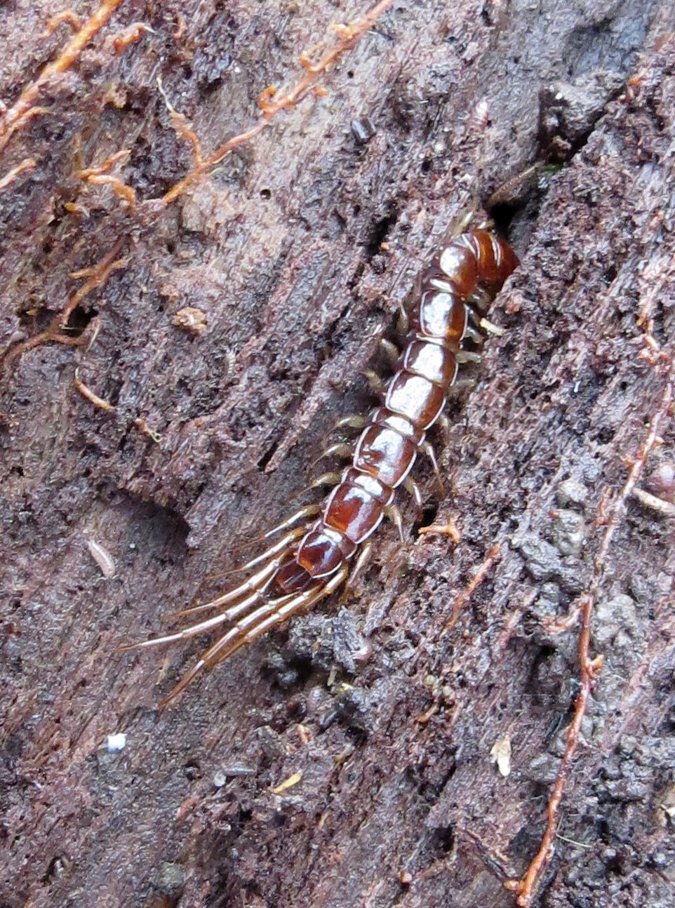 Image of Lithobius forficatus (Linnaeus 1758)