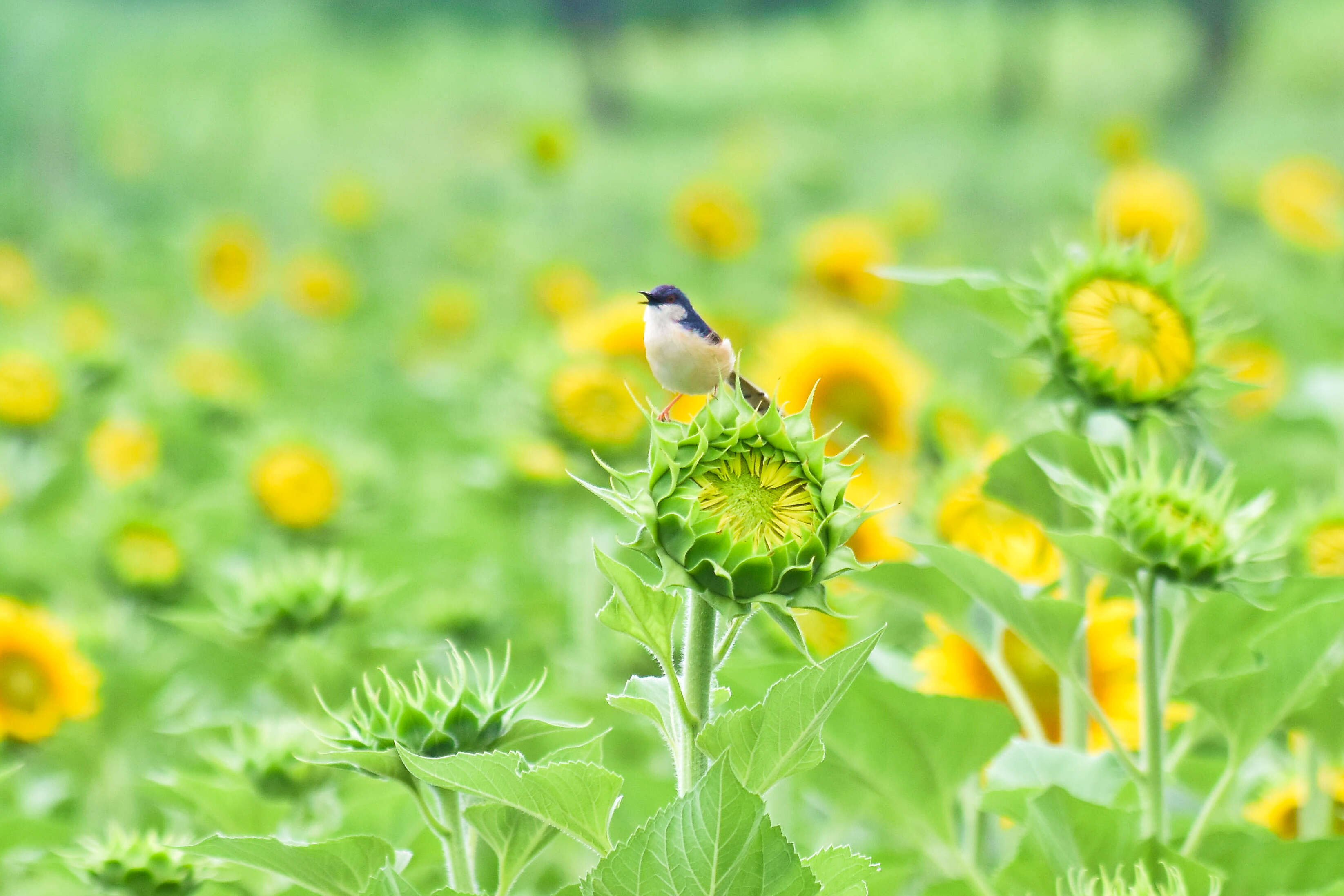 Image of Ashy Prinia