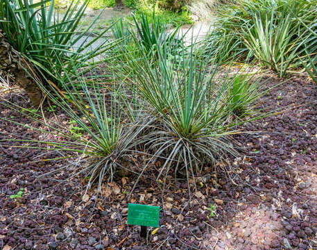 Image of hesperoyucca