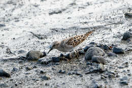 Image of Least Sandpiper