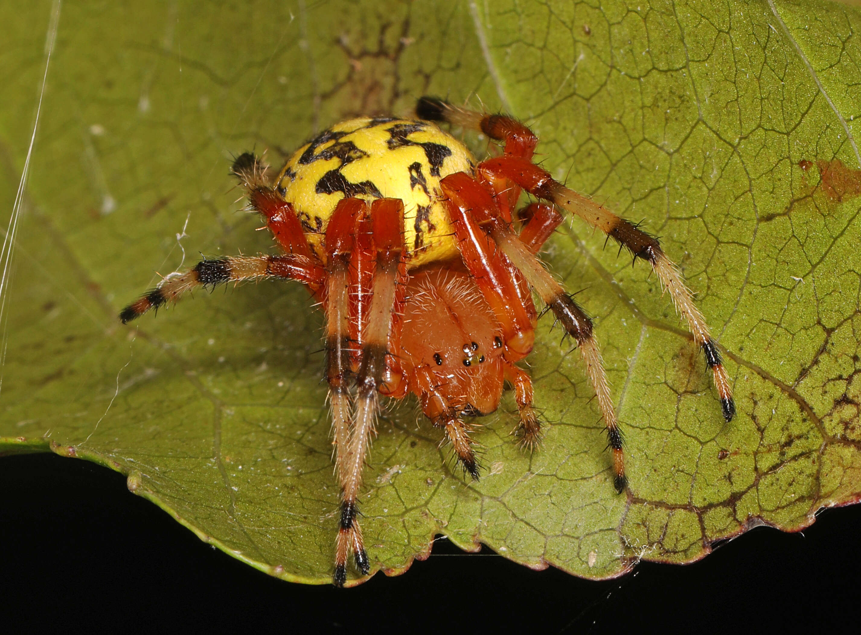 Image of Angulate & Roundshouldered Orbweaver