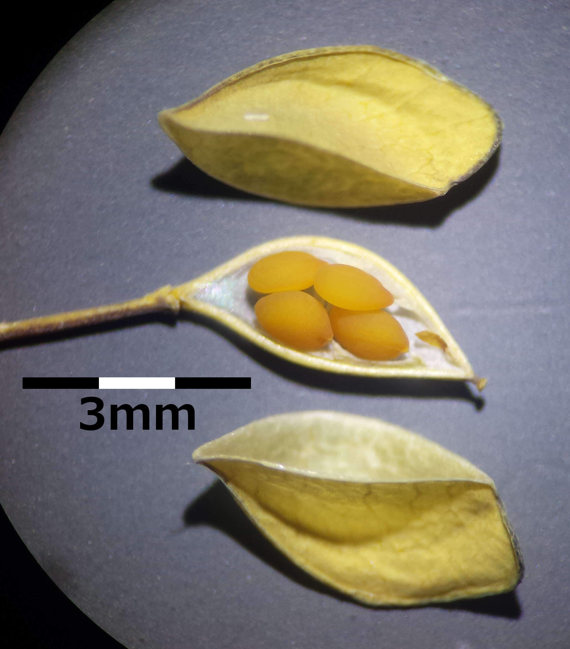 صورة Microthlaspi