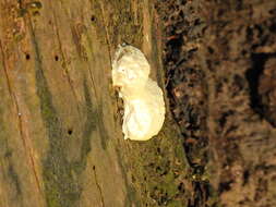 Image of Reticularia lycoperdon