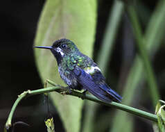 Image of Green Thorntail