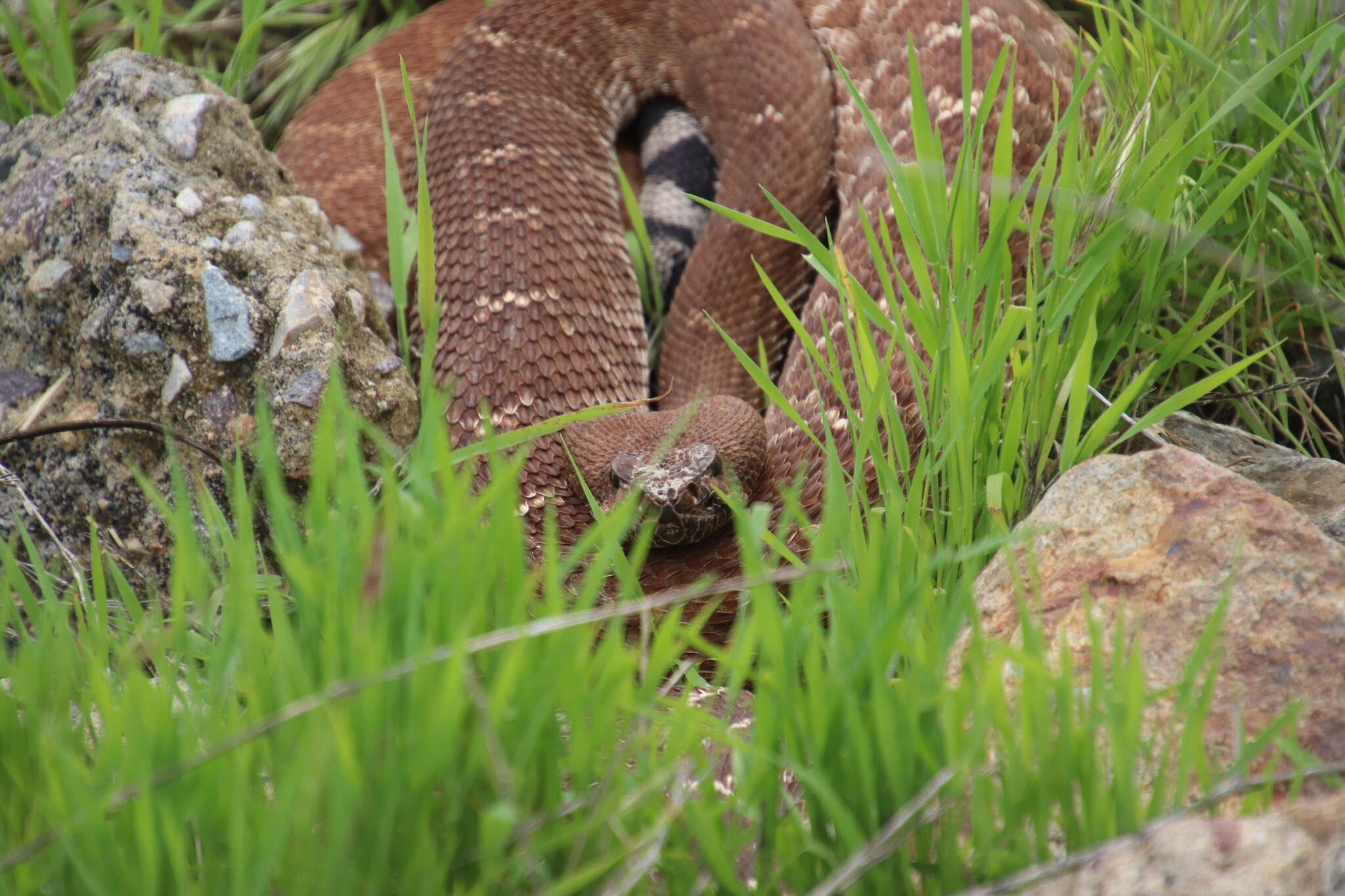 Image of Red Diamond Rattlesnake