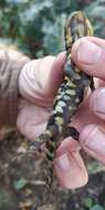 Image of Barred Tiger Salamander