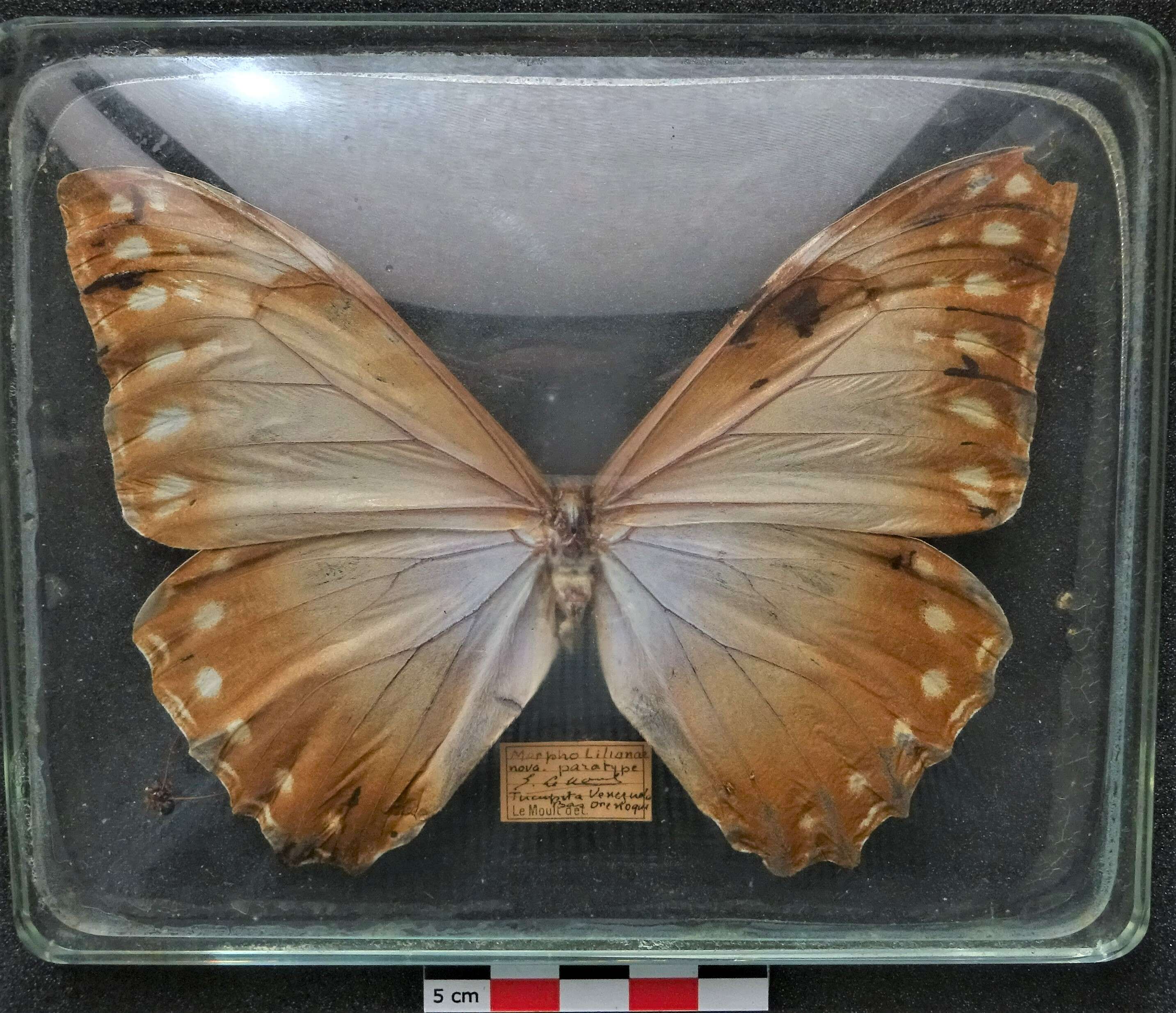 Sivun Morpho telemachus Linnaeus 1767 kuva