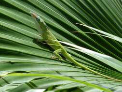 Image of Cuban green anole