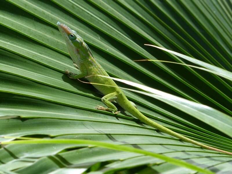 Image of Cuban green anole