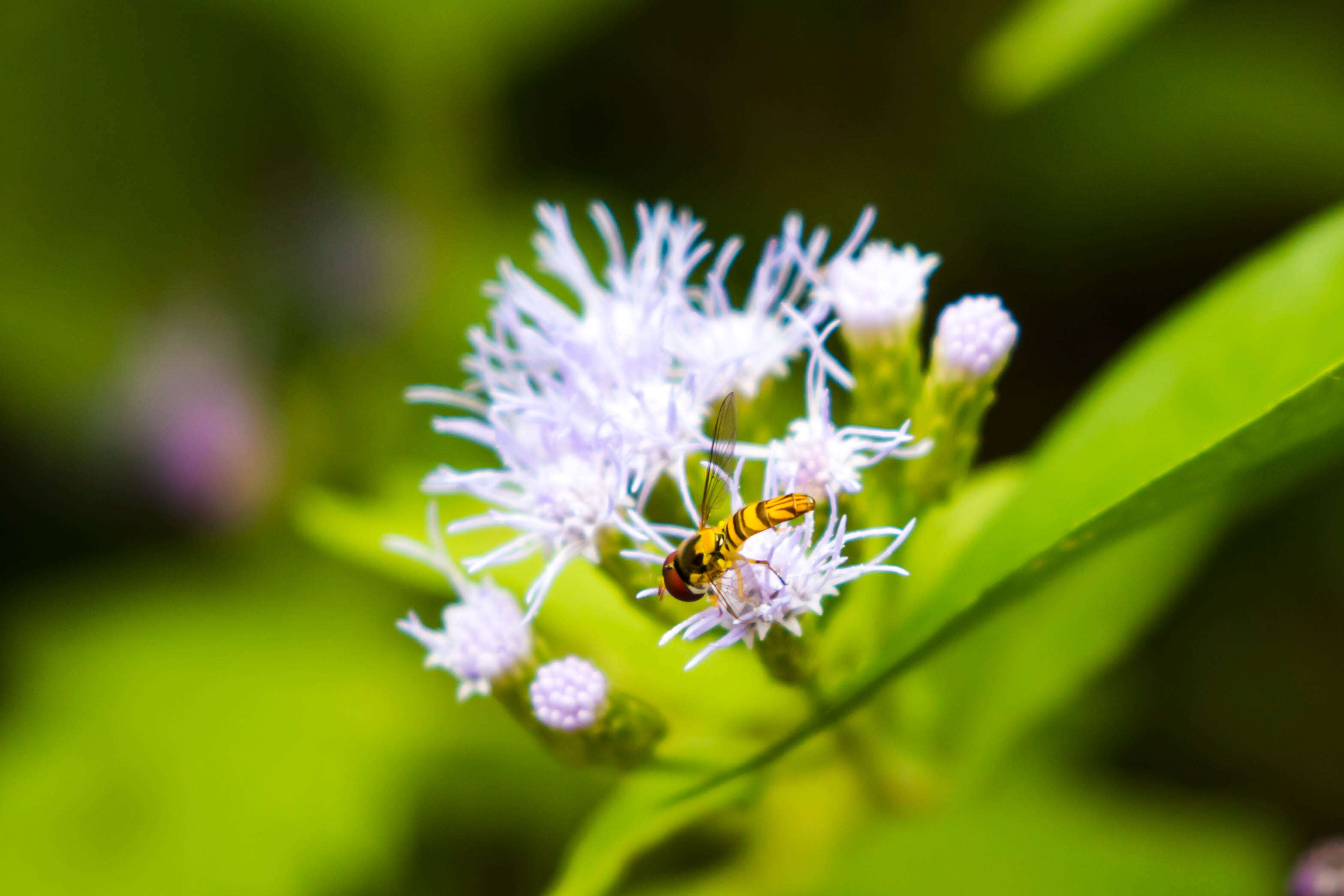 Image of Common Oblique Syrphid