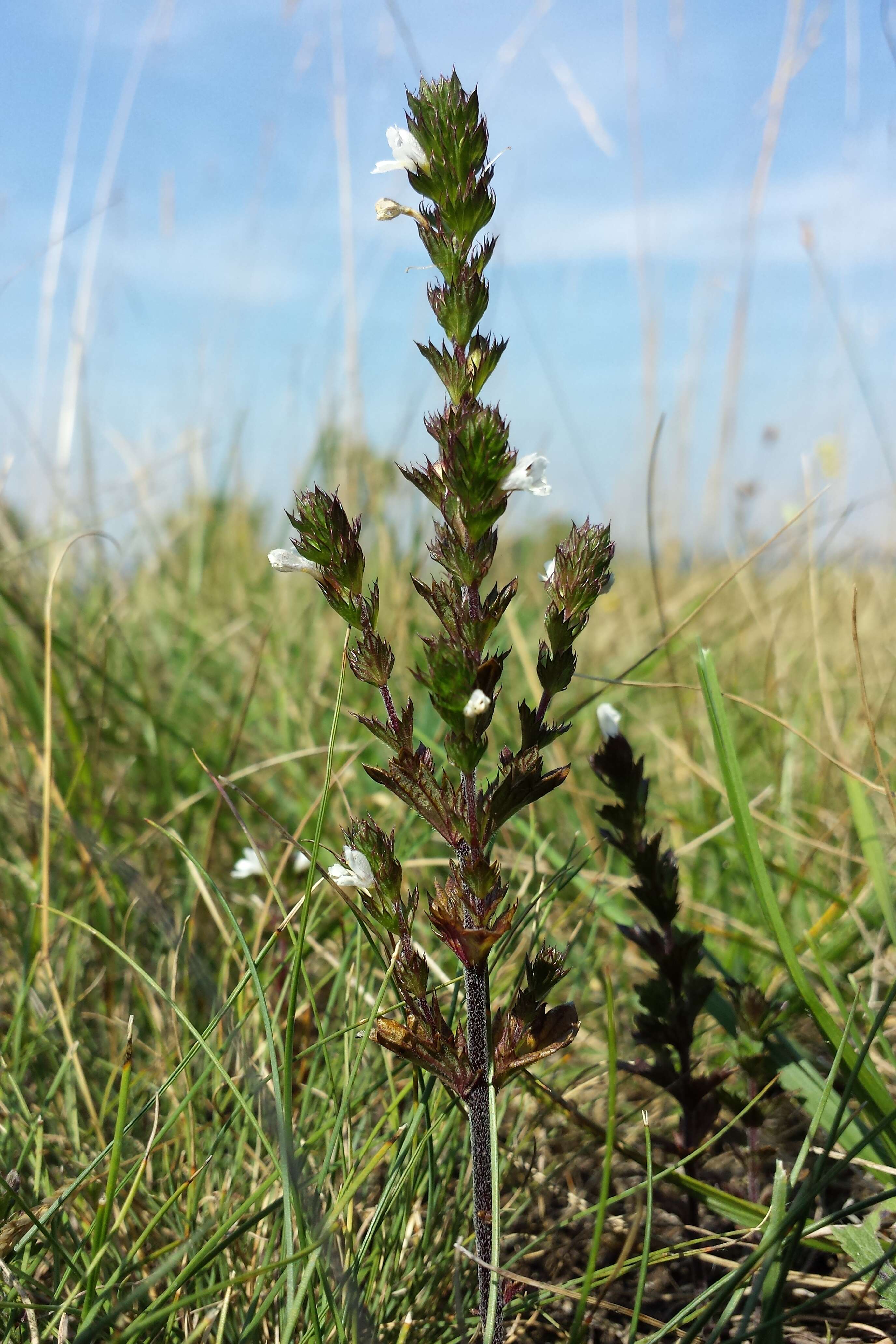 Слика од Euphrasia stricta D. Wolff ex J. F. Lehm.