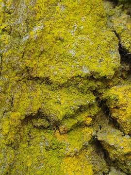 Image of dust lichen