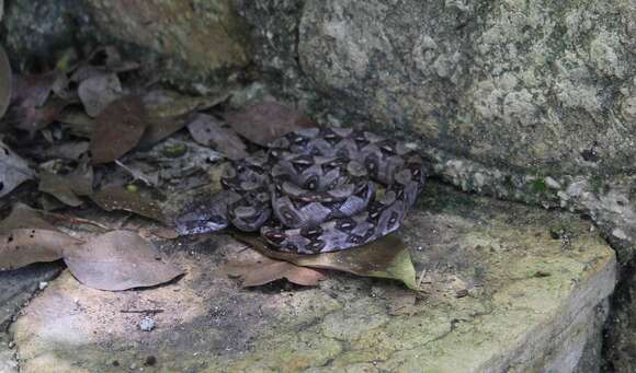 Image of Central American Boa