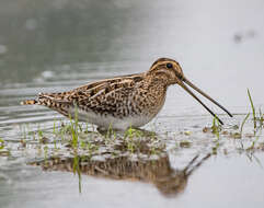 Image of Pin-tailed Snipe