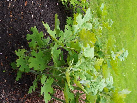 Image of macleaya