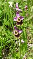 Image of Ophrys holosericea