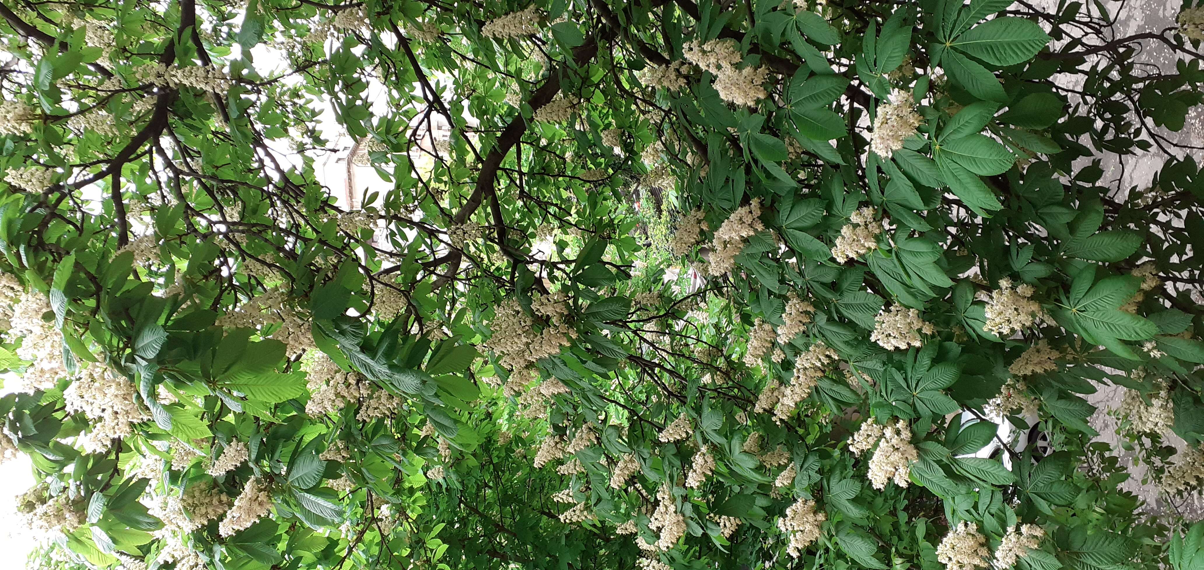 Image of European horse chestnut