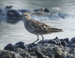 Image of Long-toed Stint