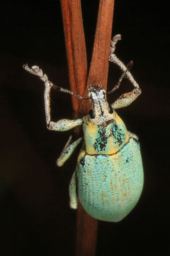 Image of Blue-green citrus weevil