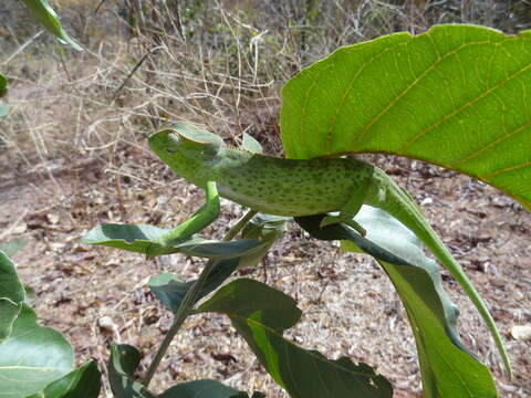 Image of Senegal Chameleon