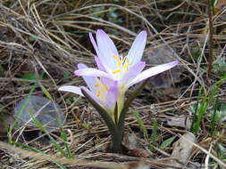 Image of Colchicum bulbocodium Ker Gawl.