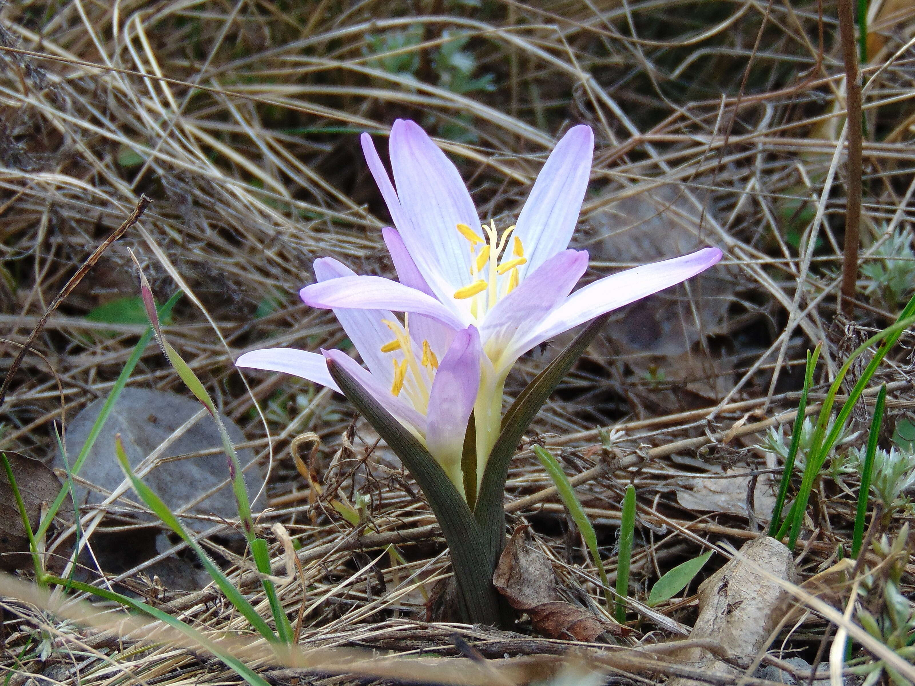 Image of Colchicum bulbocodium Ker Gawl.