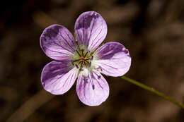 Image of Richardson's geranium