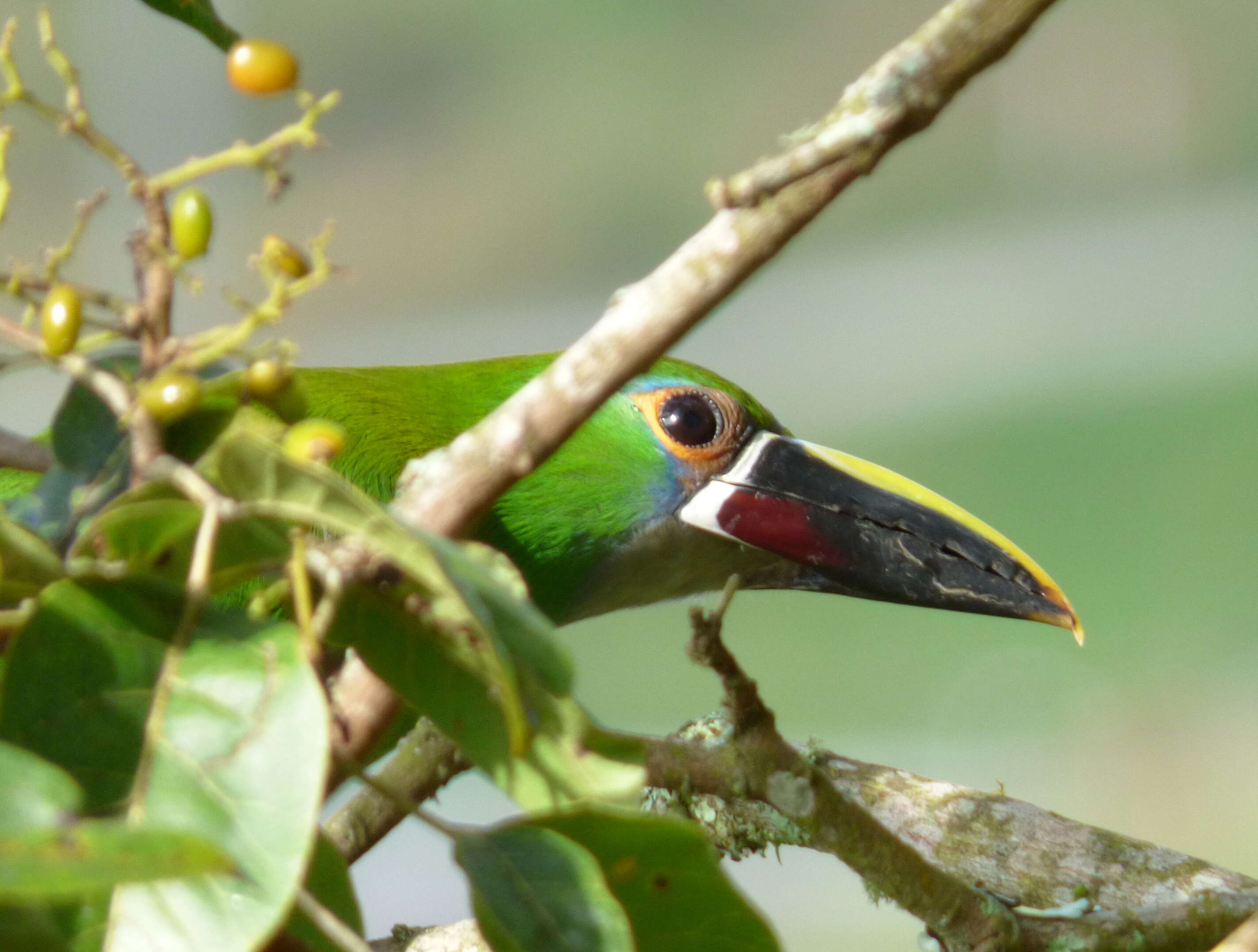 Image of Greyish-throated Toucanet