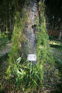 Image of Cypress Vine