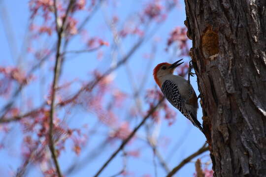 Image of Red-bellied Woodpecker