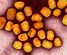 Sivun Monkeypox virus kuva
