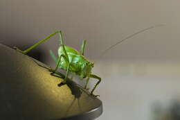 Image of Great green bushcricket