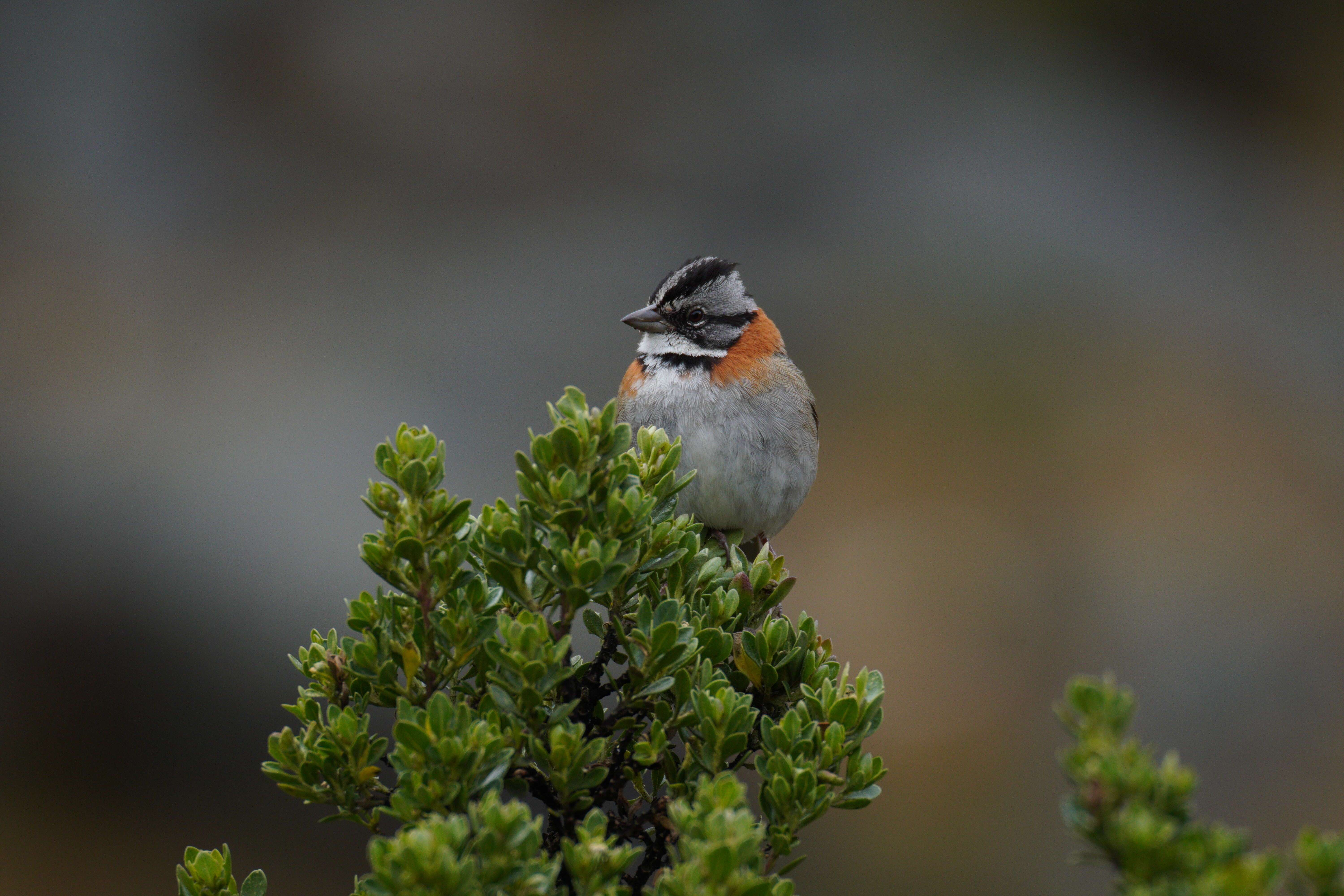 Image of Rufous-collared Sparrow