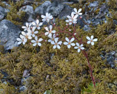 Image de Saxifraga cotyledon L.