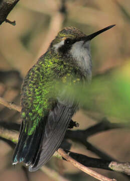 Image of Western Emerald