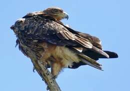 Image of Tawny Eagle