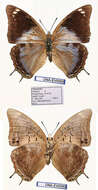 Charaxes phaeus的圖片