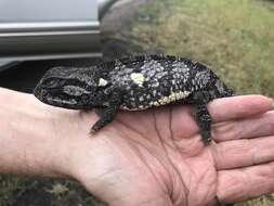 Image of Common African Flap-necked Chameleon