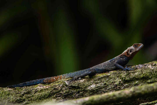 Image of Agama lebretoni Wagner, Barej & Schmitz 2009