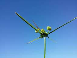 Слика од Cyperus eragrostis Lam.