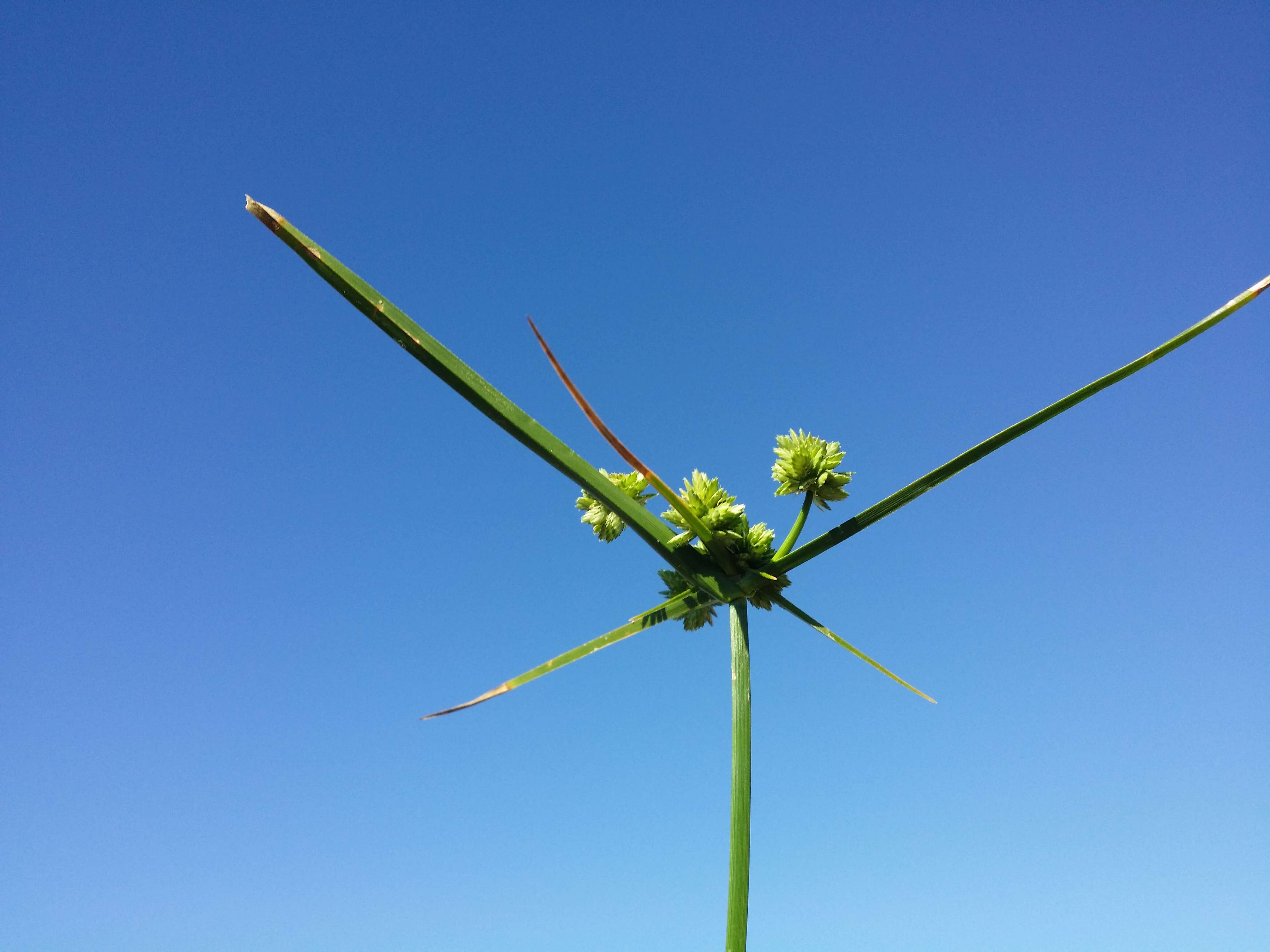 Слика од Cyperus eragrostis Lam.