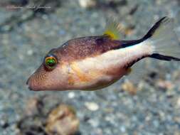 Image of Caribbean Sharpnose-puffer